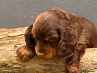Cocker Spaniel dogs Show type cocker spaniels - Advert 6
