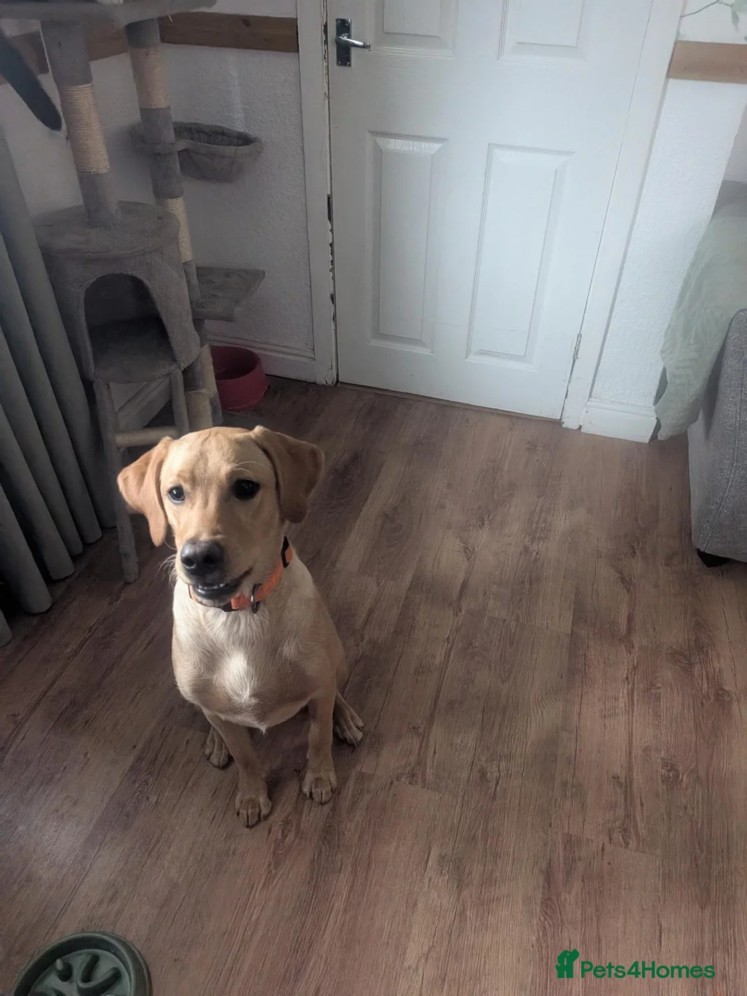 Labrador Retriever dogs for sale: Charlie 7 months old pup - Advert 2