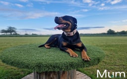 Rottweiler dogs for sale: Pregnancy Announcement - Chunky Rottweiler Puppies - Image 6