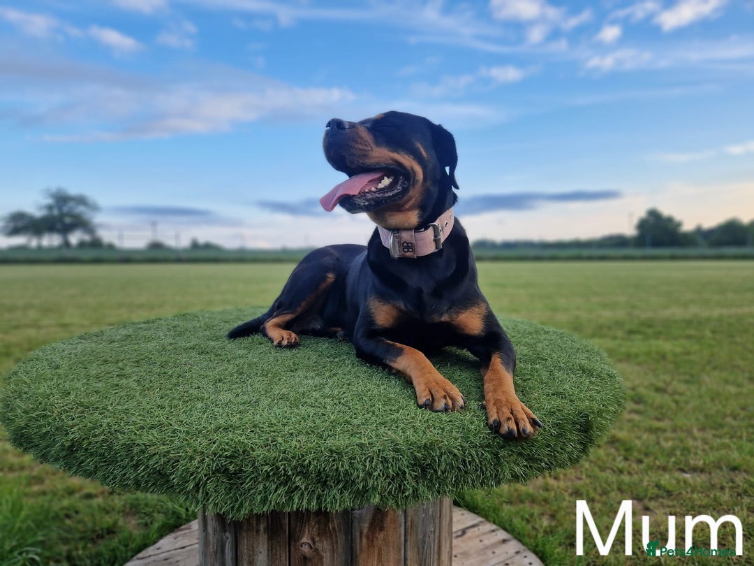 Rottweiler dogs for sale: Pregnancy Announcement - Chunky Rottweiler Puppies - Image 6