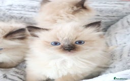 Ragdoll cats for sale: INDOOR FULL PEDIGREE RAGDOLL KITTENS - Image 16