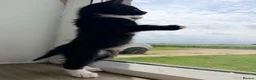 Maine Coon cats for sale: Mainecoon X Bombay X Tabby - Advert 12