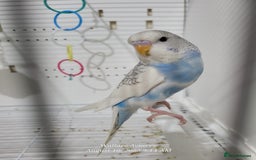 Budgerigars birds for sale: Young budgies  - Image 5