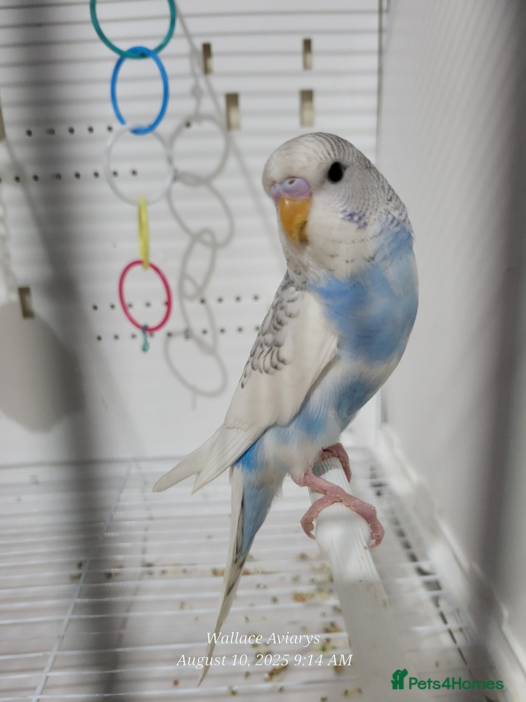 Budgerigars birds for sale: Young budgies  - Image 5