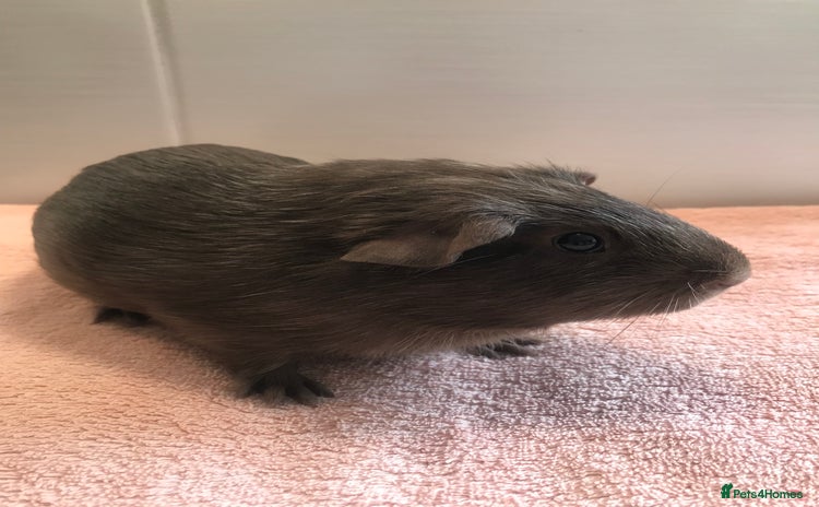 Guinea Pig rodents - Advert 5