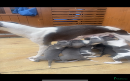 Whippet dogs for sale: ⭐️ Beautifully bred whippet pups ⭐️ - Image 23