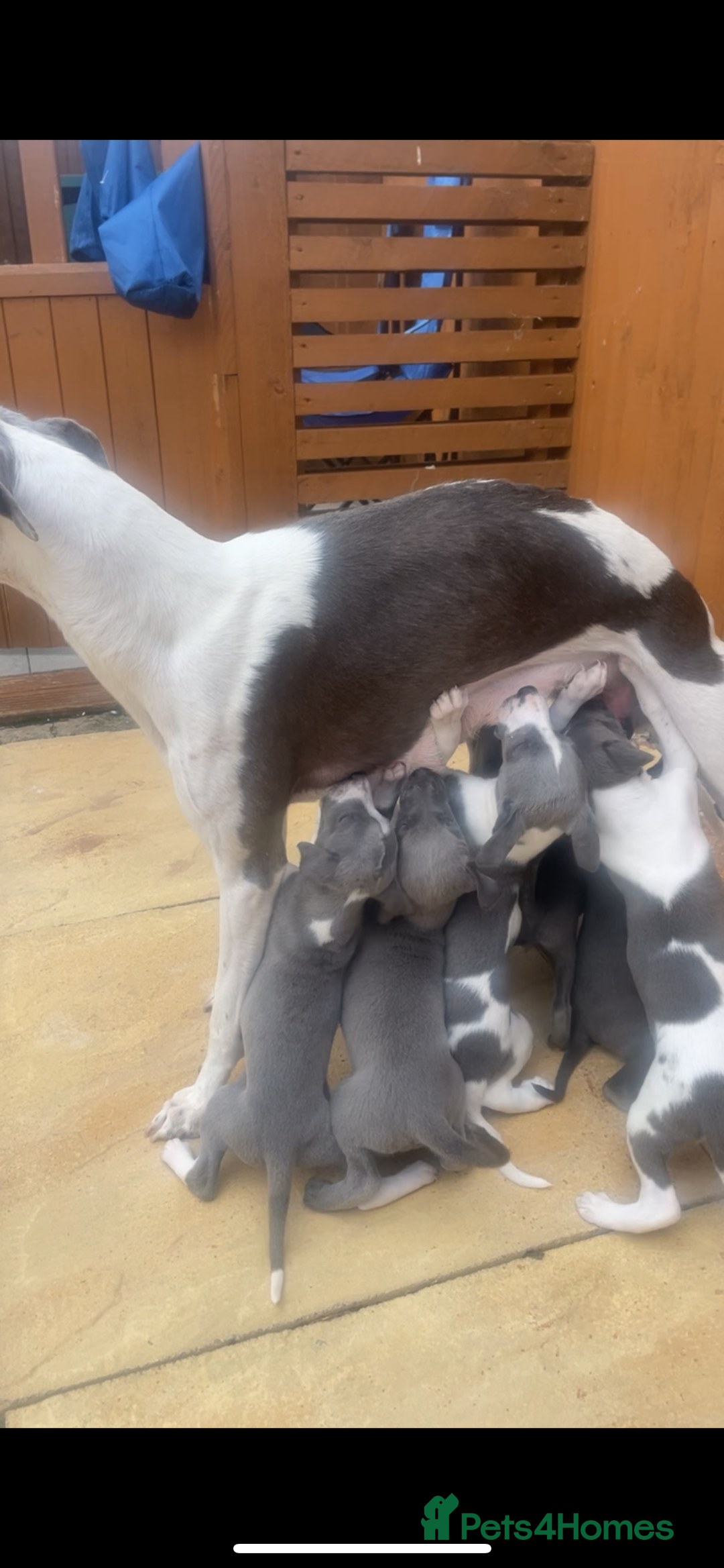 Whippet dogs for sale: ⭐️ Beautifully bred whippet pups ⭐️ - Image 23