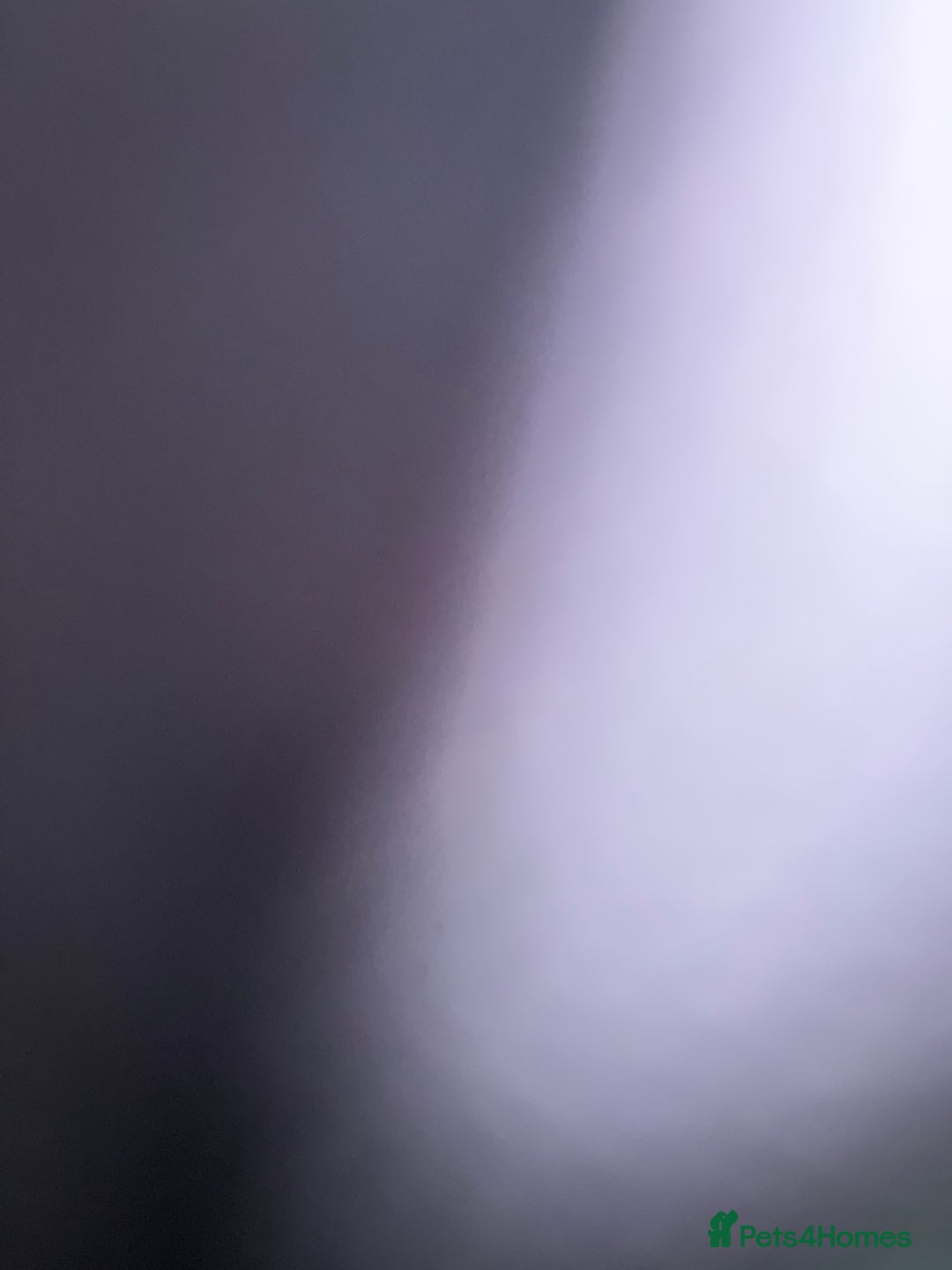 American Bully dogs for sale: Pocket Available For Sale - Advert 5