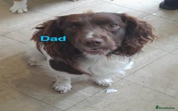 Sprocker dogs for sale: Beautiful surprise  - Image 10