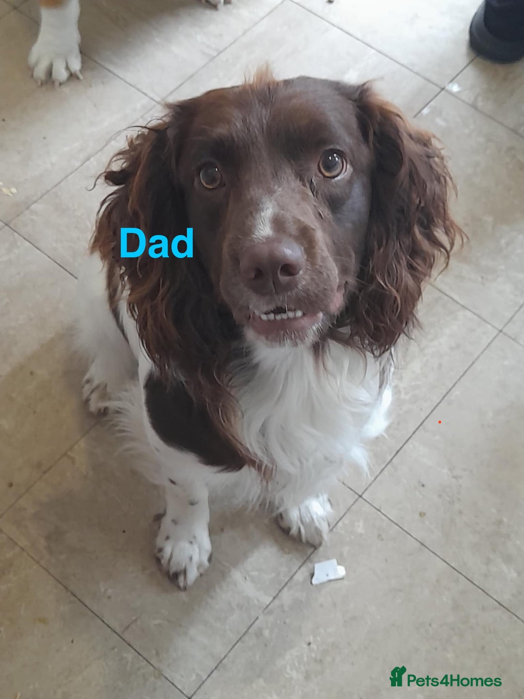 Sprocker dogs for sale: Beautiful surprise  - Image 10
