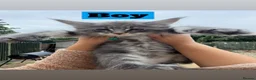 Maine Coon cats for sale: Pure Maincoon Kittens  - Advert 1
