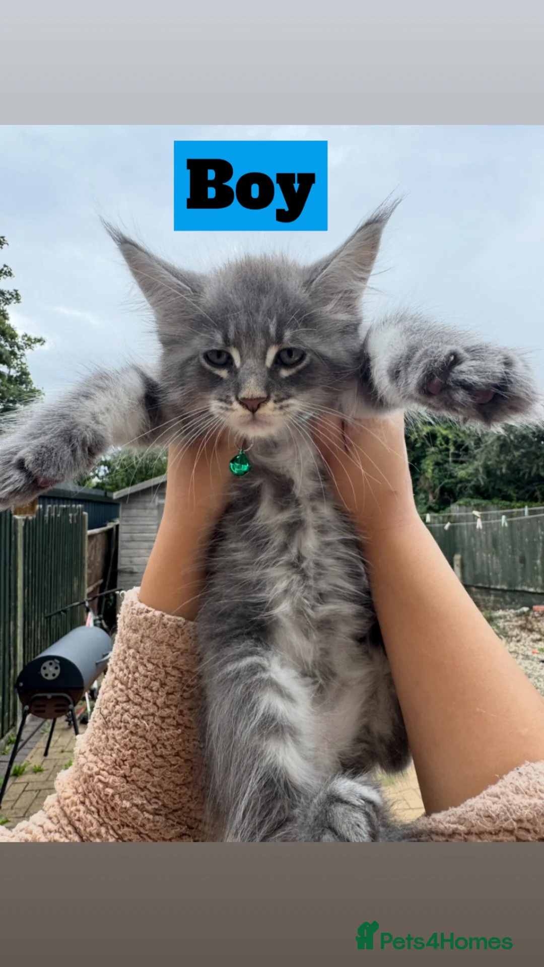 Maine Coon cats for sale: Pure Maincoon Kittens  - Advert 1
