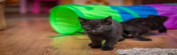 Mixed Breed cats for sale: 5 beautiful full black male kittens *ready now* - Advert 12
