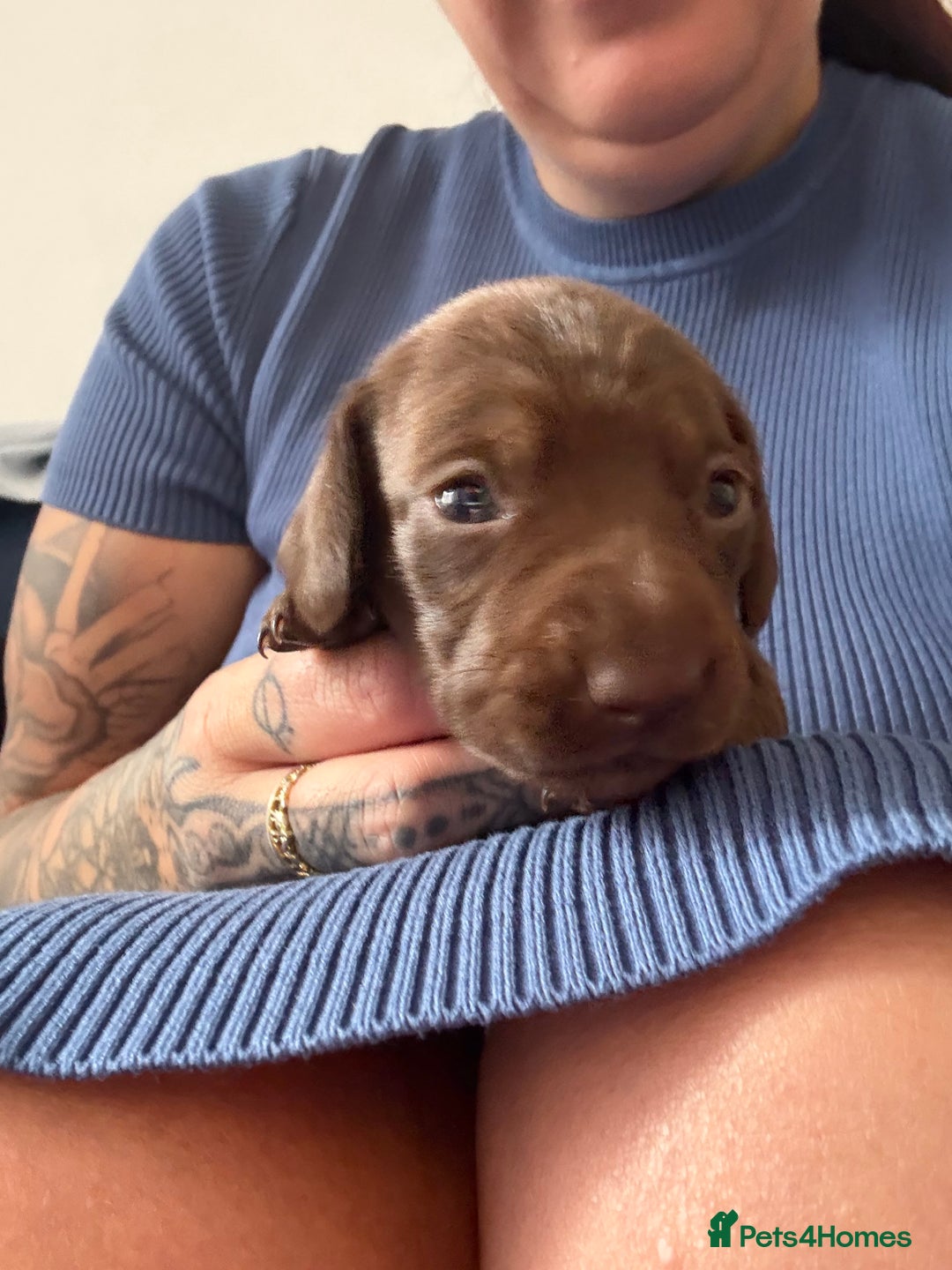 Miniature Dachshund dogs for sale: Miniature smooth haired dachshund  - Image 13