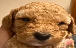 Cockapoo dogs for sale: F1 Cockapoo's - Image 2