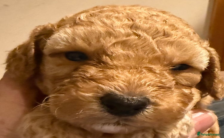 Cockapoo dogs - Advert 2