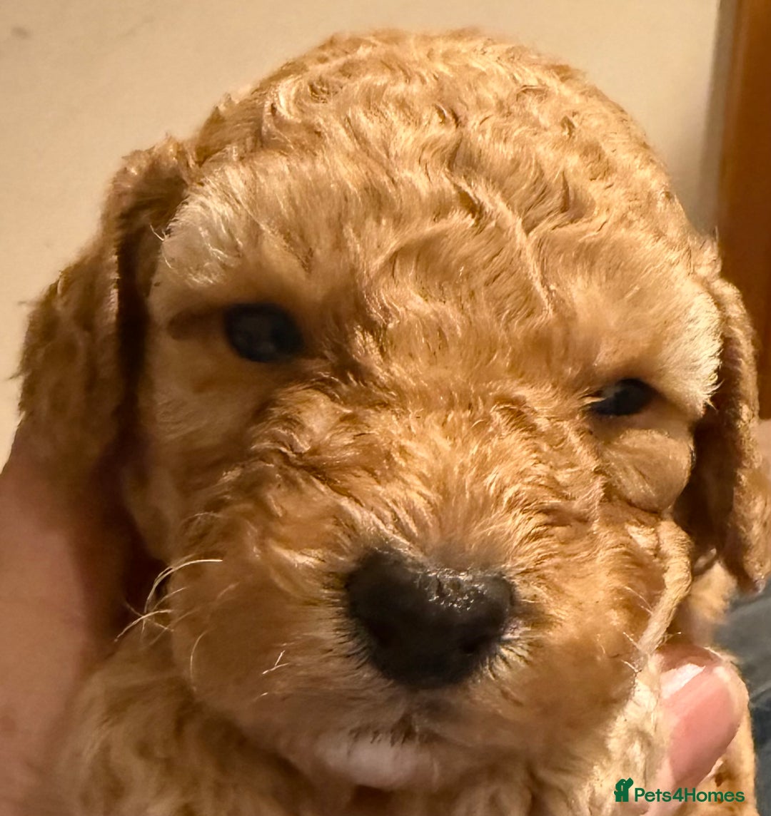 Cockapoo dogs for sale: F1 Cockapoo's - Image 2