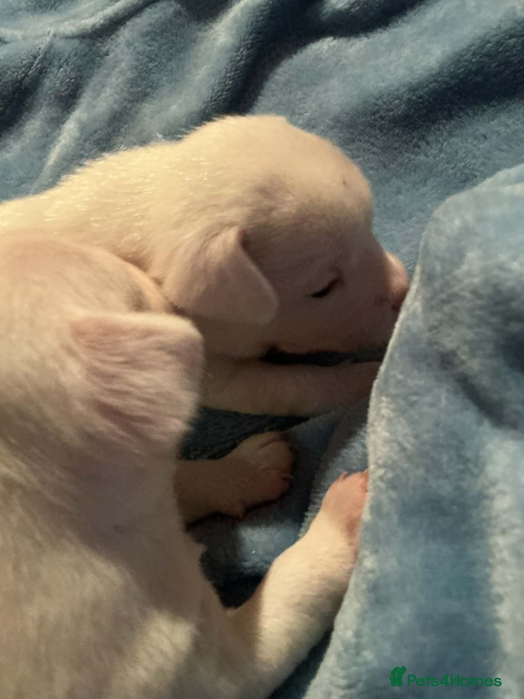 Mixed Breed dogs for sale: Two male Jack RussellX Chioua  - Advert 3