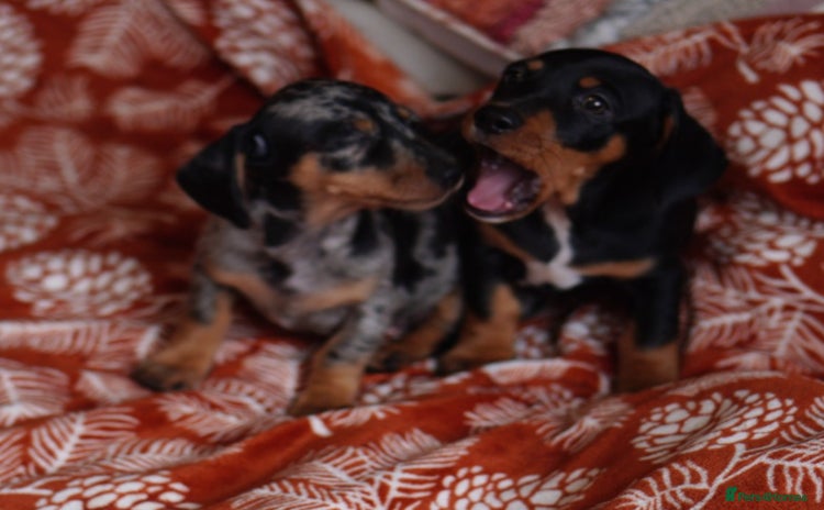 Miniature Dachshund dogs - Advert 5