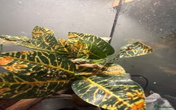 Frog reptiles for sale: White tree froglets  - Advert 7