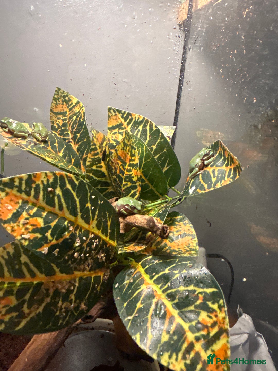 Frog reptiles for sale: White tree froglets  - Advert 7