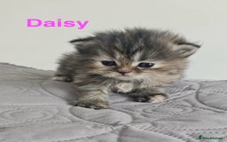 Persian cats for sale: Gorgeous litter of 6 PKD Negative Persian kittens - Image 1