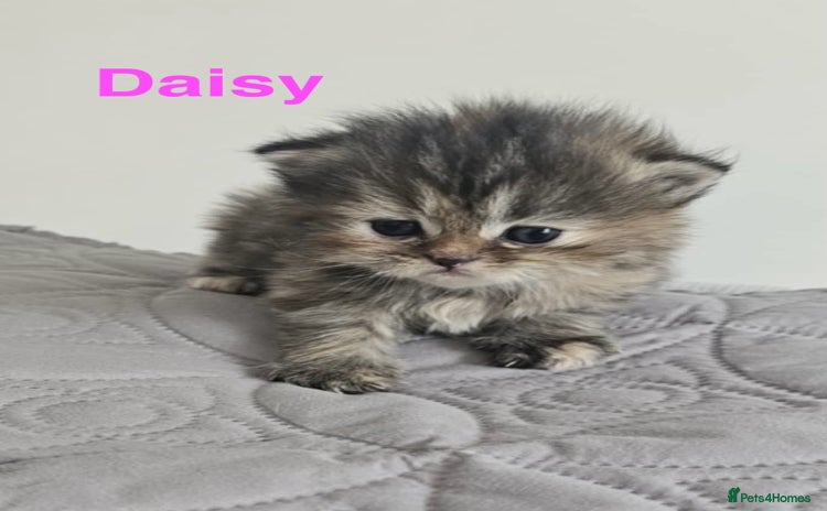 Persian cats - Advert 1