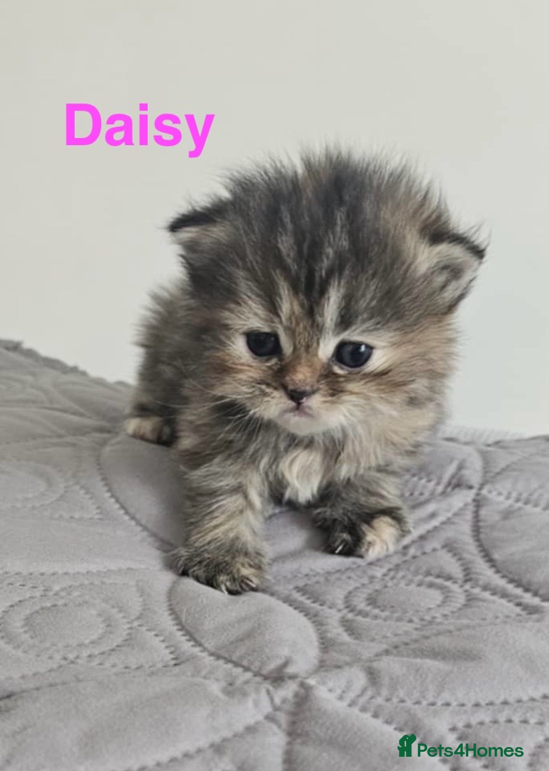 Persian cats for sale: Gorgeous litter of 6 PKD Negative Persian kittens - Image 1