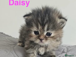 Persian cats - Advert 1