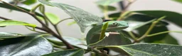 Chameleon reptiles for sale: Yemen Chameleon Babies ✅ 🦎 in Dunmow - Advert 8
