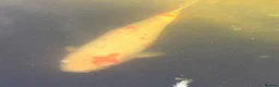 Koi Carp fish for sale: Adult koi carp - Advert 9