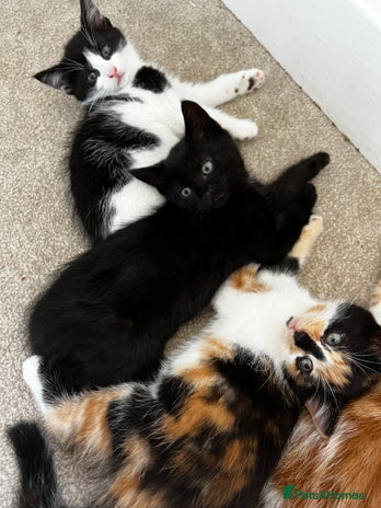 Mixed Breed cats in Sutton Coldfield - Advert 10