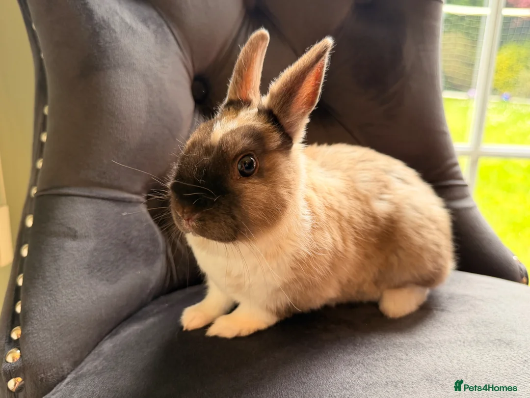 Netherland Dwarf rabbits for sale: PUREBRED NETHERLAND DWARF - Advert 1