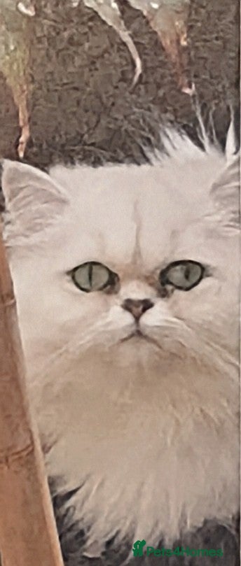 Persian cats Pedigree purebred Persian - Advert 8