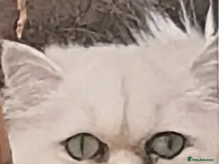 Persian cats Pedigree purebred Persian - Advert 8