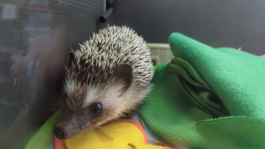 Pygmy Hedgehog rodents for sale: Female hedgehog in need of loving home - Image 2