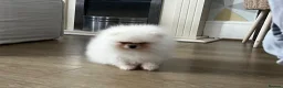 Pomeranian dogs for sale:     Luxury White Pomeranian Puppies  - Advert 7