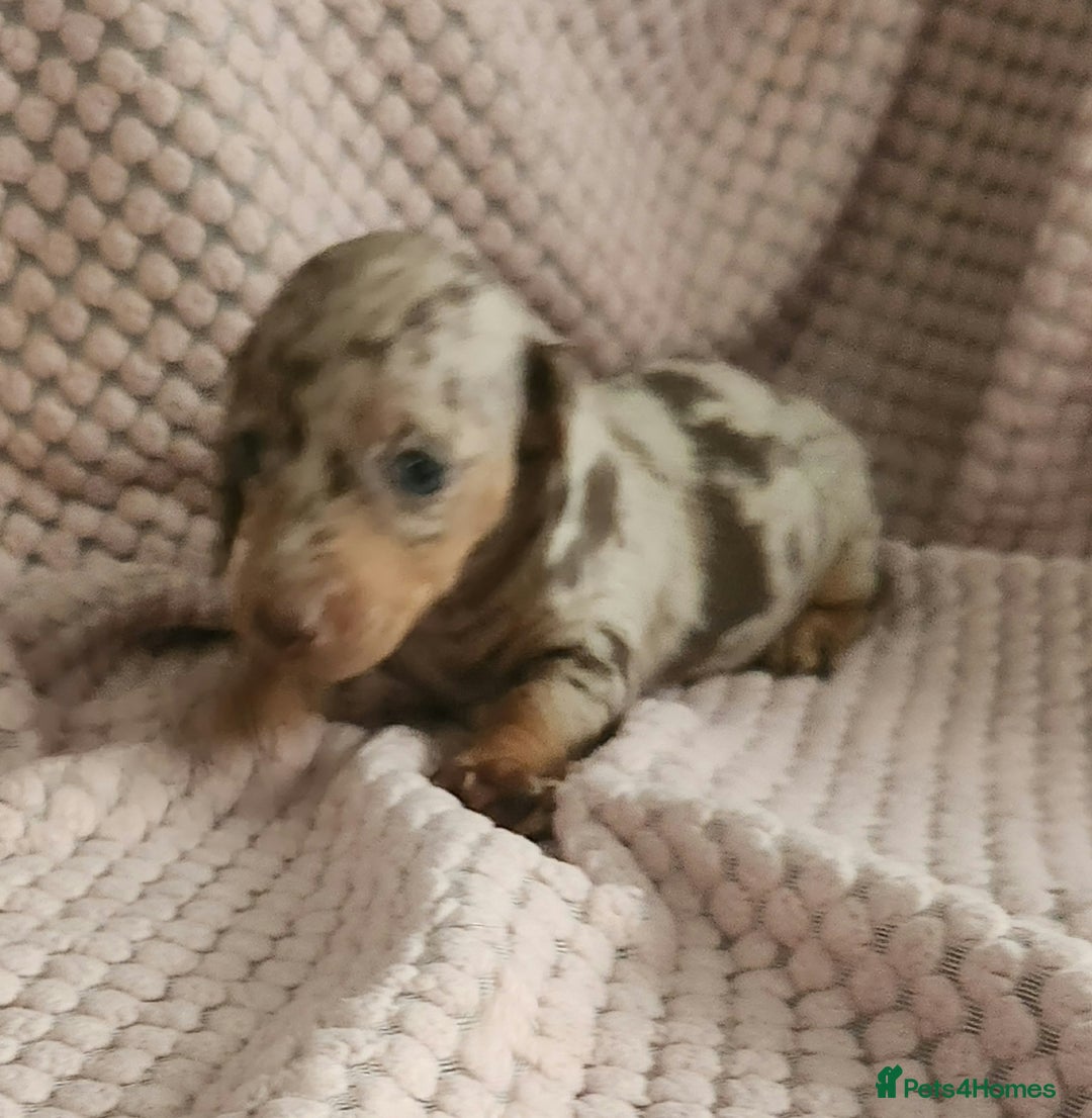 Miniature Dachshund dogs for sale: Beautiful miniature dachshund  - Image 9
