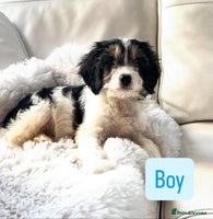 Cavapoo dogs - Advert 4