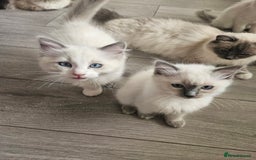 Ragdoll cats for sale: 8 Ragdoll Kittens Ready NOW - Image 11