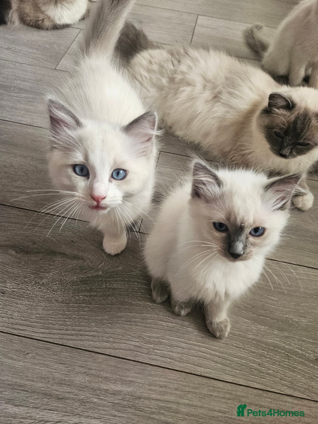 Ragdoll cats for sale: 8 Ragdoll Kittens Ready NOW - Image 11
