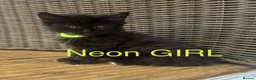 Mixed Breed cats for sale: Mixed Maine coons  - Advert 36
