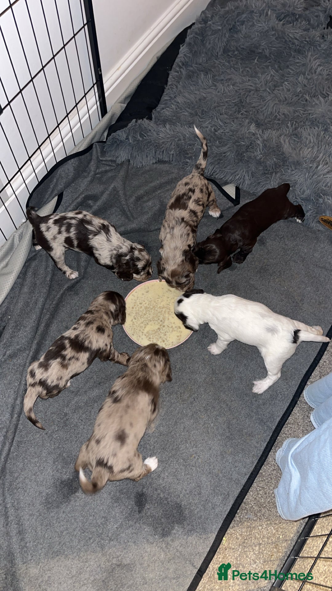 Cockapoo dogs for sale: Cocker Spaniel x Cockapoo Puppies - Advert 9