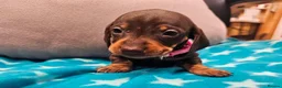 Miniature Dachshund dogs for sale: Beautiful KC Miniature Dachshund Puppies 🐾 - Advert 25