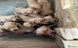 Labrador Retriever dogs for sale: Smart Labrador Retrievers For Sale - Image 7