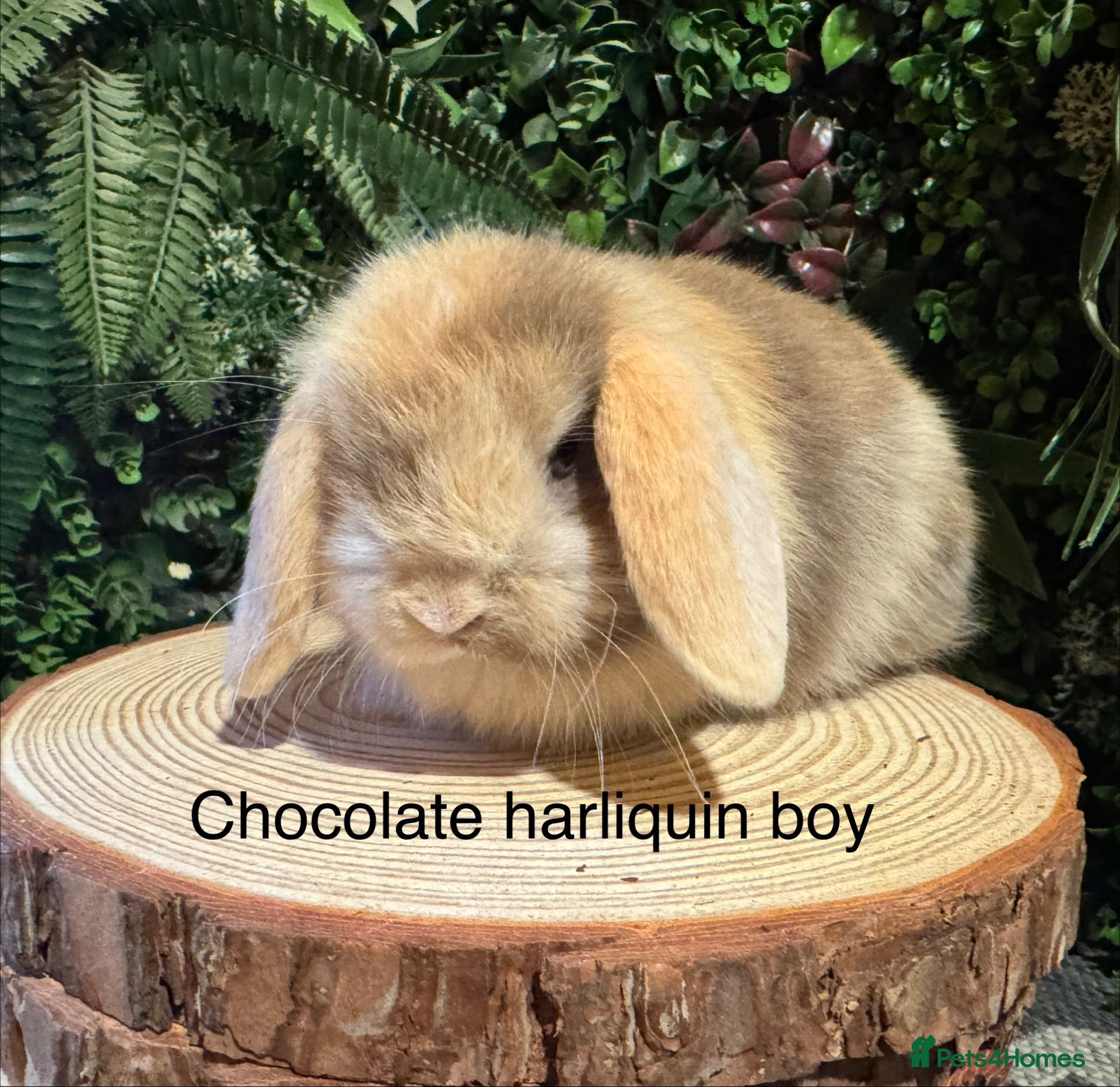 Mini Lop rabbits Superb pure bred mini lops available  - Advert 2
