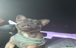 French Bulldog dogs for sale: Reggie - Image 2