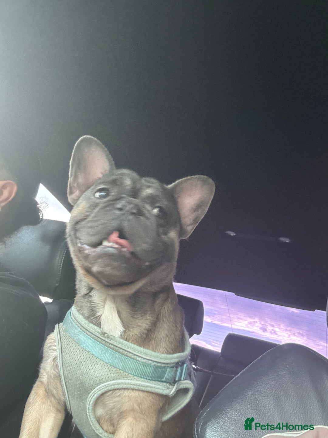 French Bulldog dogs for sale: Reggie - Image 2
