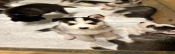 Siberian Husky dogs for sale: Siberian Huskies 2 male 4 female  - Advert 8
