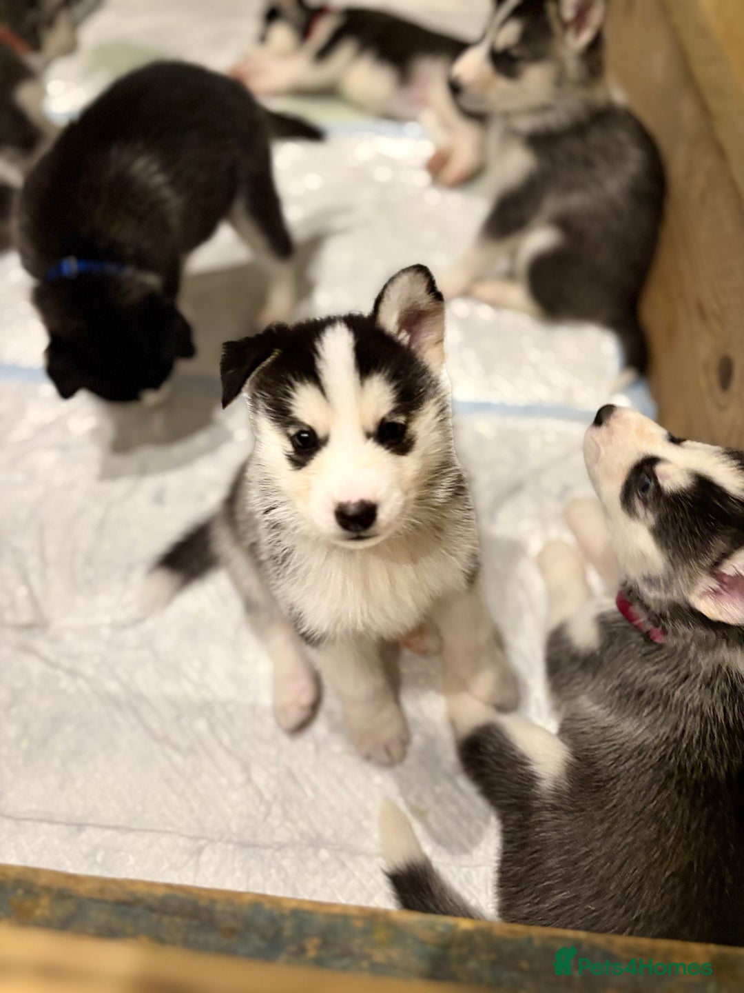 Siberian Husky dogs for sale: Siberian Huskies 2 male 4 female  - Advert 8